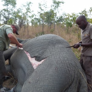 Skinning the Elephant... a big job