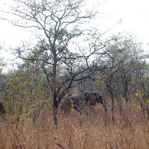 Elephant in Tanzania