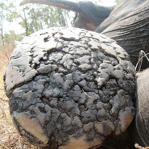 Elephant track