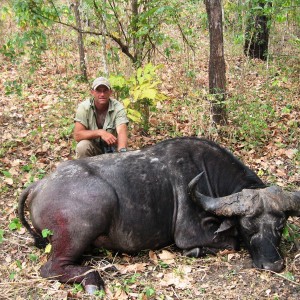 Old loner Buffalo from the Selous Tanzania