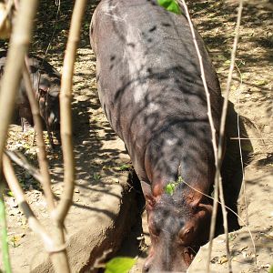 Mom and baby Hippo going to the river...