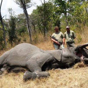 1,80 meter - 25 kg Elephant hunted in tanzania