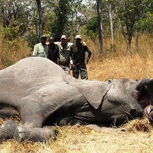 1,80 meter - 25 kg Elephant hunted in tanzania