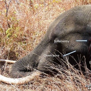 Elephant Brain shot... Tanzania