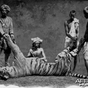 A man-eater Tiger hunted in India by John Stoddard with natives in 1890s