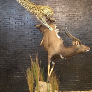 Leopard Nyala taxidermy scene by The Artistry of Wildlife