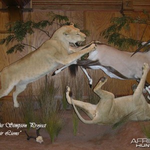 Lion Gemsbok taxidermy scene by The Artistry of Wildlife