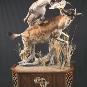 Hyena taxidermy scene by The Artistry of Wildlife