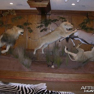 Lion Gemsbok taxidermy scene by The Artistry of Wildlife