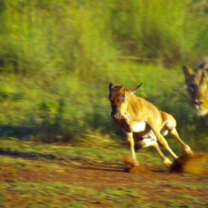 Young male Lion catching baby Wildebeest