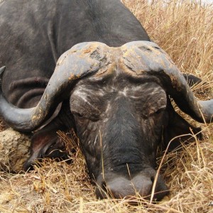 The old bull with smooth horns and deep curls... Tanzania