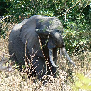 A nice Elephant, 1,86 meter... Tanzania