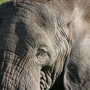 Elephant in Tanzania