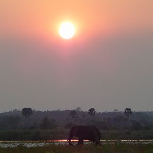 Elephant at sunset in Tanzania