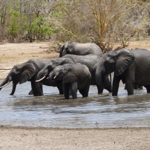 Elephant drinking in Tanzania