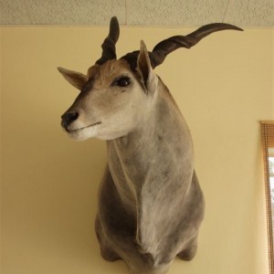 46" Cape Eland shoulder mount