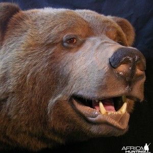 Brown Bear taxidermy by The Artistry of Wildlife