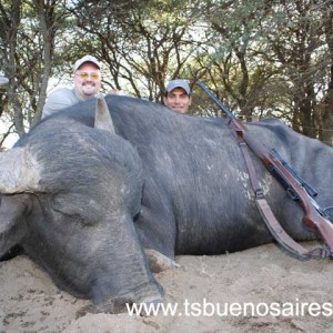 Water Buffalo - Argentina