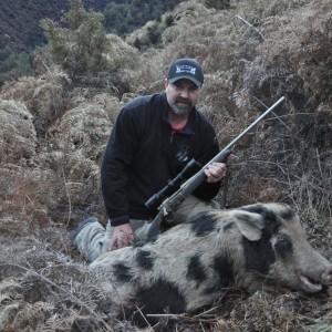 Wild Boar - New Zealand