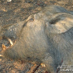 Australian wild boar