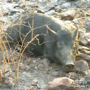 Pig Hunting in Australia