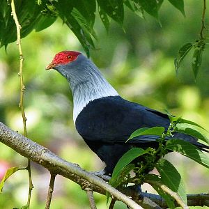 Seychelles Blue Pigeon