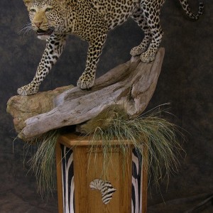 Taxidermy Leopard Mount by The Artistry of Wildlife