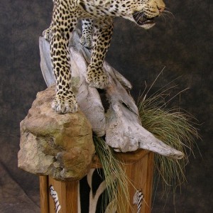 Taxidermy Leopard Mount by The Artistry of Wildlife