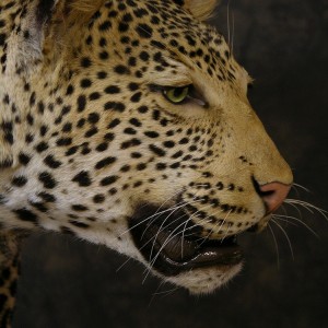 Taxidermy Leopard Mount by The Artistry of Wildlife