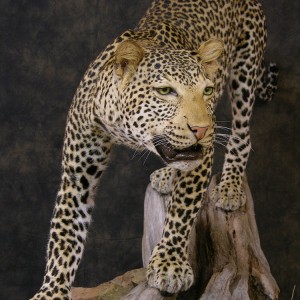 Taxidermy Leopard Mount by The Artistry of Wildlife