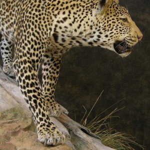 Taxidermy Leopard Mount by The Artistry of Wildlife