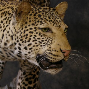 Taxidermy Leopard Mount by The Artistry of Wildlife