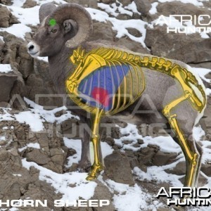 Bowhunting Vitals Bighorn Sheep