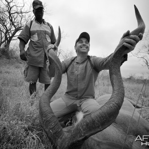 kudu, horns