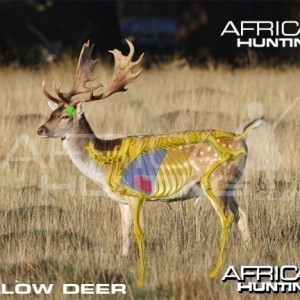 Bowhunting Vitals Fallow Deer