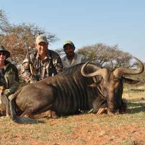 Blue Wildebeest