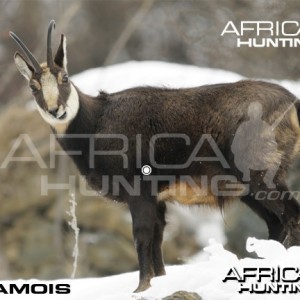 Hunting Vitals Chamois