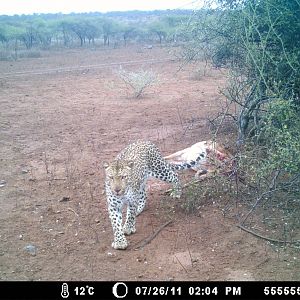 Leopard Kill