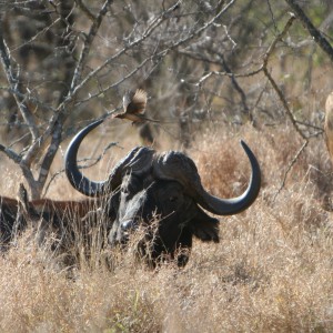 Oxpecker Flight