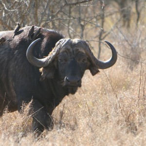 Buffalo