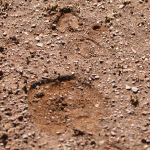 Buffalo  Tracks