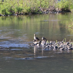 Egyptian Geese at the crossing