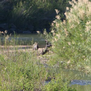 Nyala bulls coming out of hiding