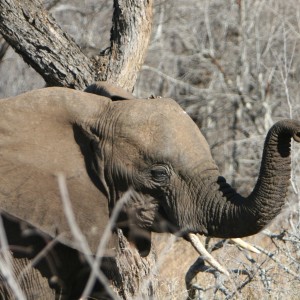 Young Elephant