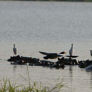 Egyptian Goose Snowy Egrets and the Hippo Island