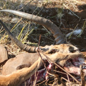 Another Leopard Kill