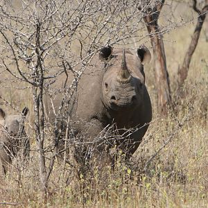 Black Rhino Cow & Calf