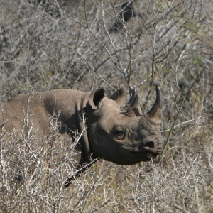 Black Rhino