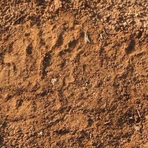 Elephant Track