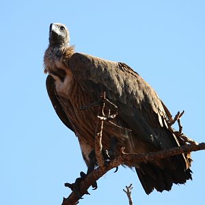 Vulture